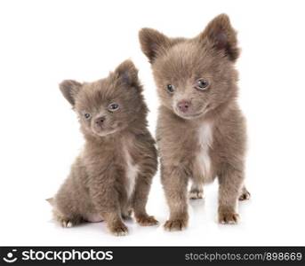 young pomeranians in front of white background