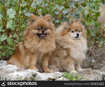 young pomeranians, picture in the nature, in autumn