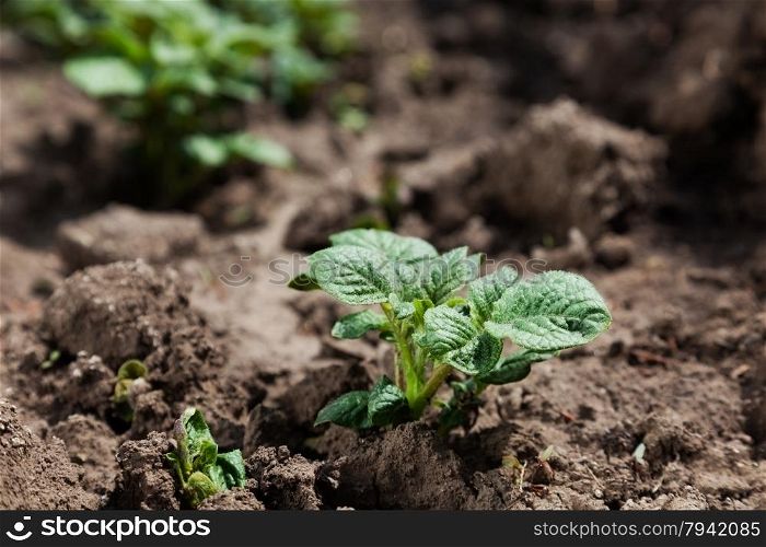 Young potato on soil cover. plant close-up