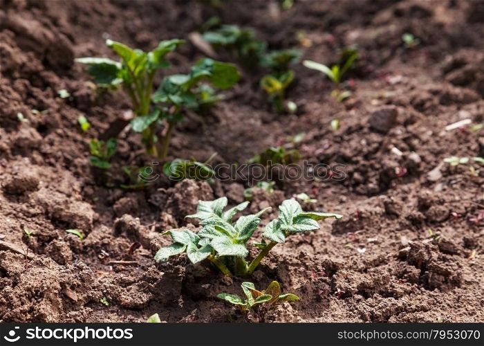 Young potato on soil cover. plant close-up