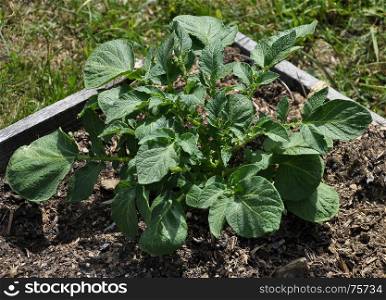 Young potato plant in vegatable garden