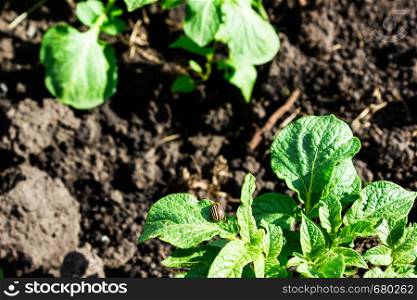 Young potato sprouts from ground in garden