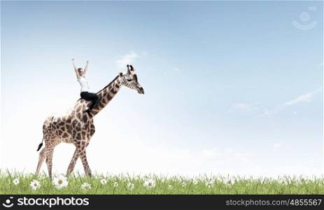Young pretty fearless woman riding giraffe animal. Woman ride giraffe