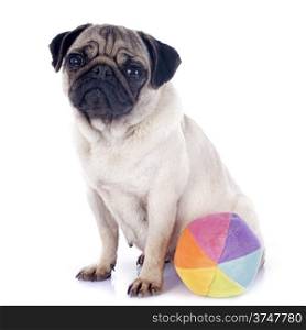 young pug and ball in front of white background