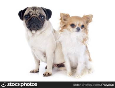 young pug and chihuahua in front of white background