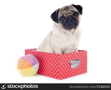 young pug in box in front of white background
