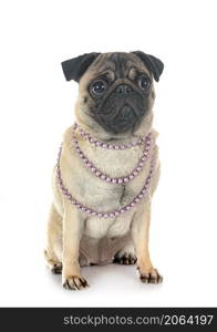 young pug in front of white background