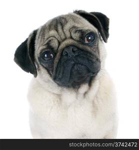 young pug in front of white background