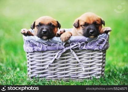 young puppies belgian shepherd malinois in box