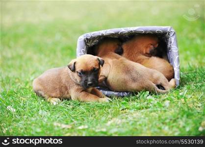 young puppies belgian shepherd malinois in box