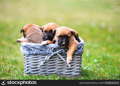young puppies belgian shepherd malinois in box