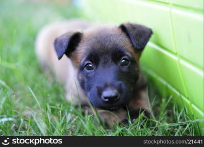 young puppies belgian shepherd malinois in field