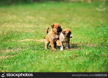 young puppies belgian shepherd malinois in field