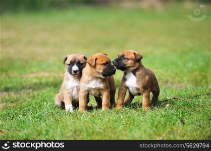 young puppies belgian shepherd malinois in field