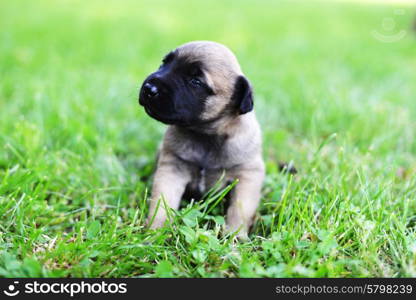 young puppies belgian shepherd malinois in field