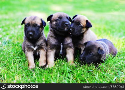 young puppies belgian shepherd malinois in field