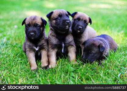 young puppies belgian shepherd malinois in field