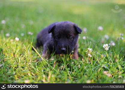 young puppies belgian shepherd malinois in field