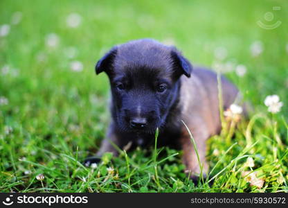 young puppies belgian shepherd malinois in field