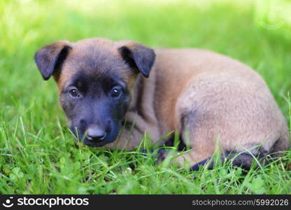 young puppies belgian shepherd malinois in field