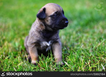 young puppies belgian shepherd malinois in field