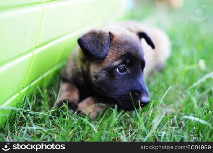 young puppies belgian shepherd malinois in field