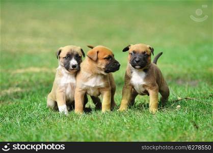 young puppies belgian shepherd malinois in field