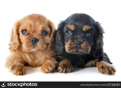 young puppies cavalier king charles in front of white background