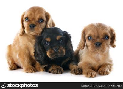 young puppies cavalier king charles in front of white background