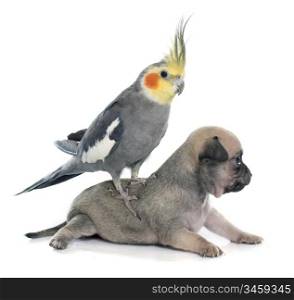 young puppies chihuahua and cockatiel in front of white background