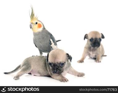 young puppies chihuahua and cockatiel in front of white background