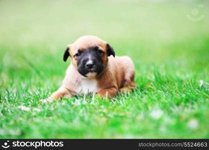 young puppy belgian shepherd malinois in field