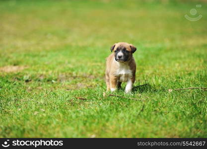 young puppy belgian shepherd malinois in field