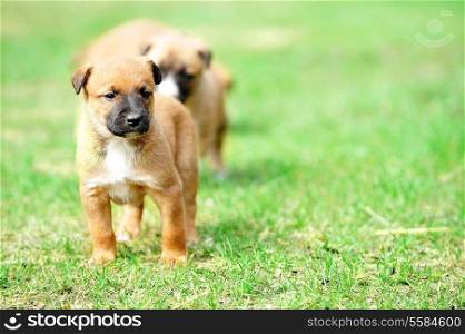 young puppy belgian shepherd malinois in field