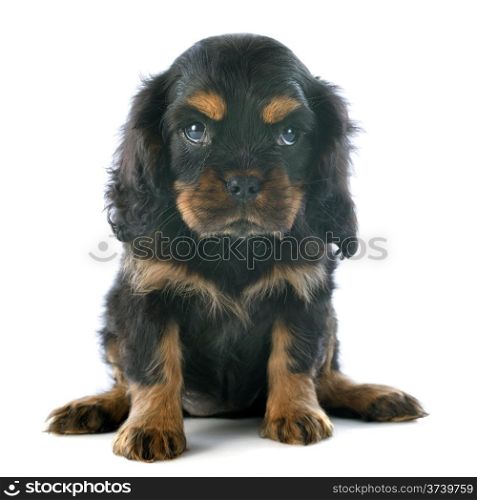 young puppy cavalier king charles in front of white background
