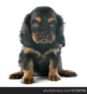young puppy cavalier king charles in front of white background