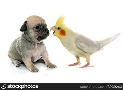 young puppy chihuahua and cockatiel in front of white background