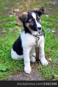 young puppy dog sitting on grass looking stare