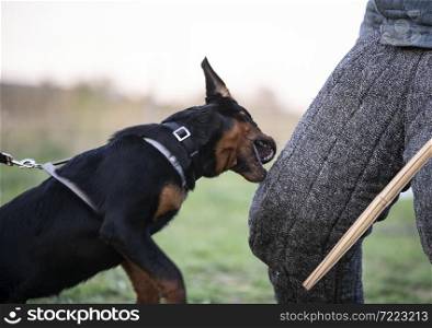 young puppy rottweiler training for security in nature