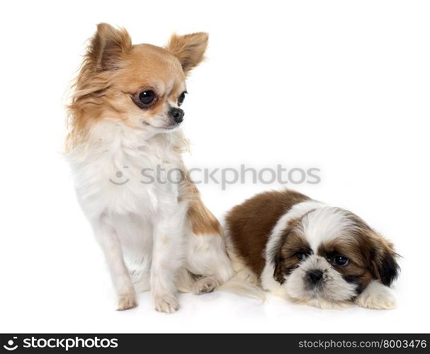 young puppy shitzu and chihuahua in front of white background