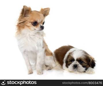young puppy shitzu and chihuahua in front of white background