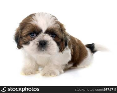 young puppy shitzu in front of white background