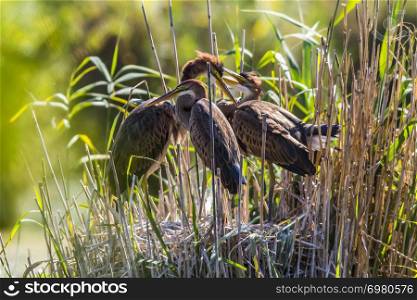 Young purple herons in their hideout in the reed neer Waghaeusel in germany