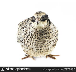 Young quail . quail isolated on white background