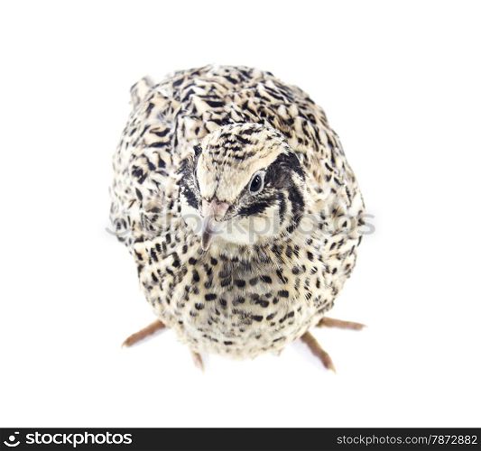Young quail . quail isolated on white background