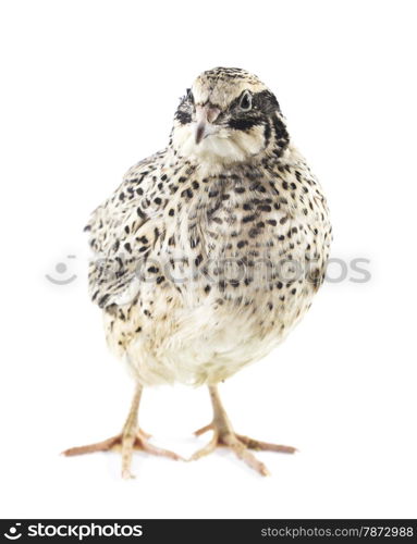 Young quail . quail isolated on white background
