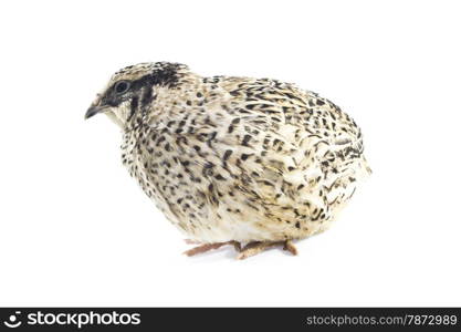 Young quail . quail isolated on white background