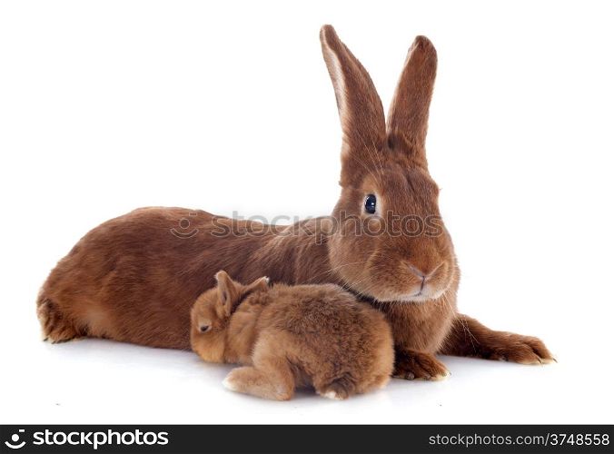 young rabbit and adult fauve de Bourgogne in front of white background