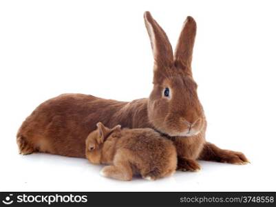 young rabbit and adult fauve de Bourgogne in front of white background