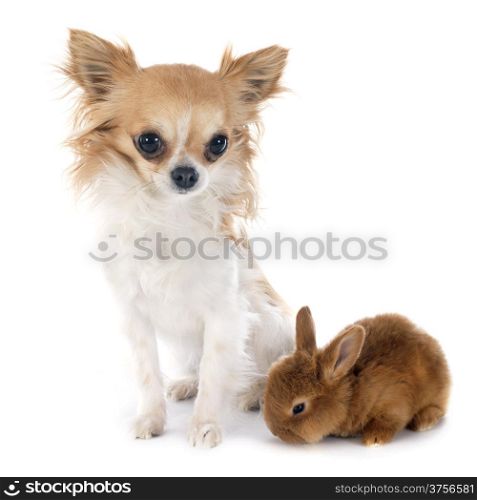 young rabbit fauve de Bourgogne and chihuahua in front of white background